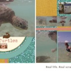 sea_turtles.jpg